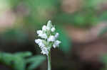 Downy rattlesnake plantain